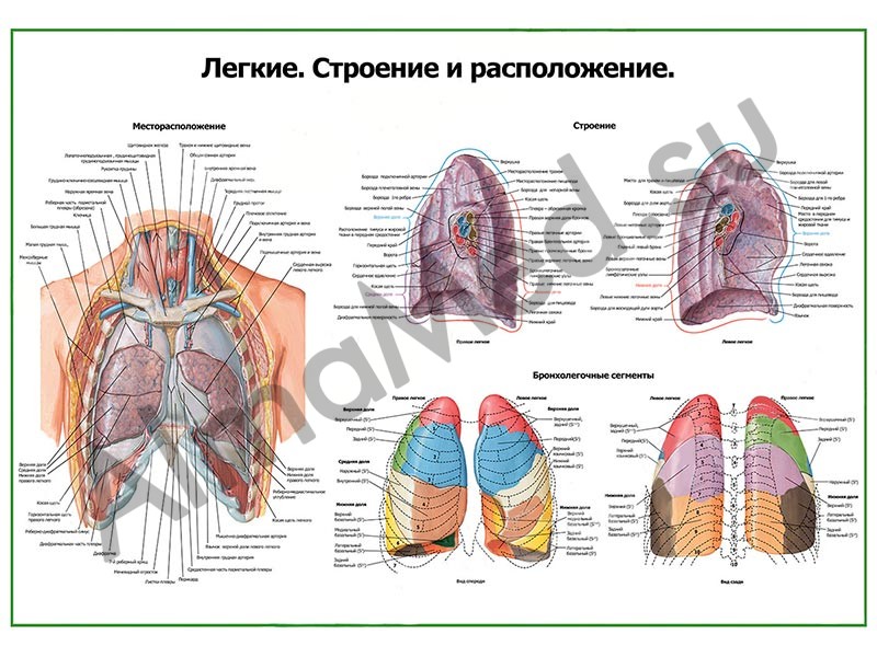 Расположение строение. Строение и функции легкого анатомия. Строение лёгких сзади. Анатомические структуры легких. Легкие в разрезе строение.