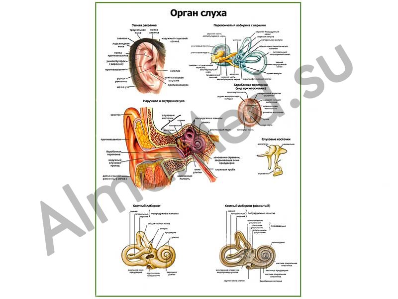 Тест орган слуха 8 класс. Орган слуха. Плакат строение органов слуха. Орган слуха анатомия. Оториноларингология плакат.