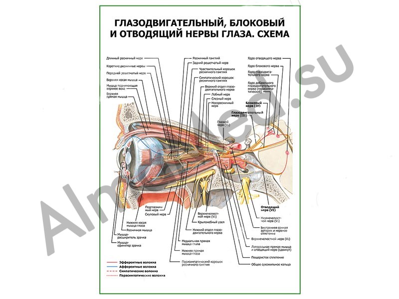 Стандарты оказания офтальмологической помощи - гражданское законодательство и судебные прецеденты