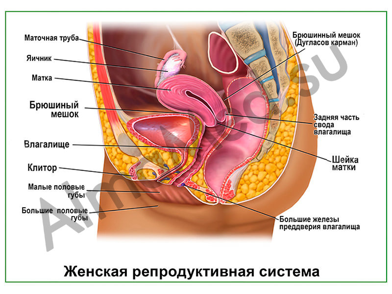 На диаграмме показана женская репродуктивная система