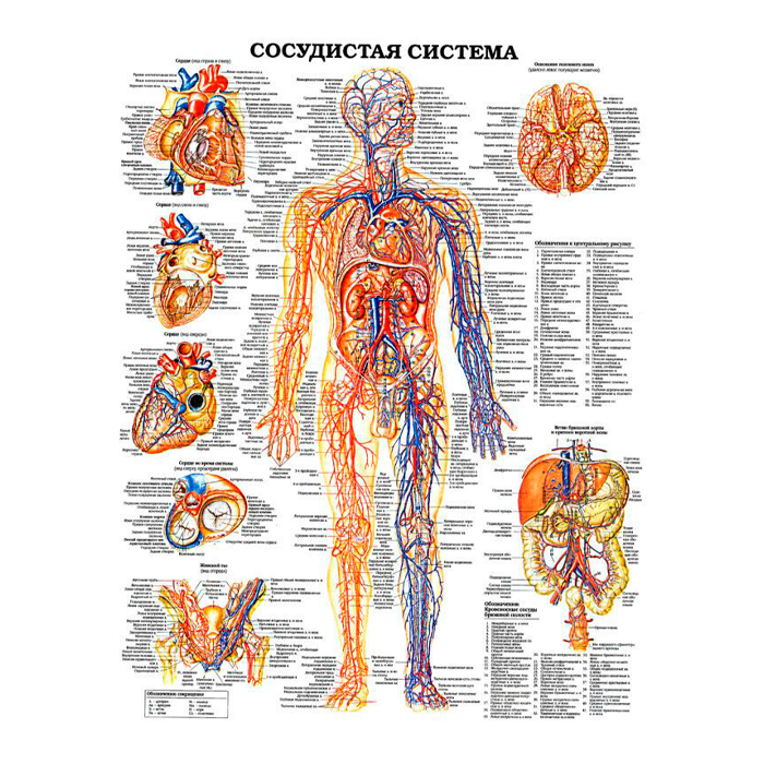 Комплект плакатов для кабинета анестезиологии и реаниматологии глянцевый А1/А2 (глянцевый A1)