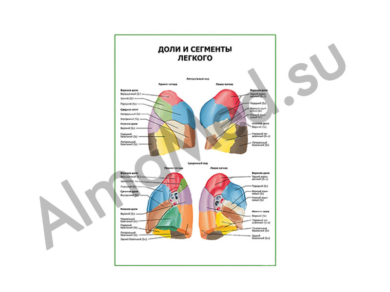 4 5 сегменты легкого. Доли легкого и сегменты. Сегменты легких с подписями. Сегменты легких 7 сегмент. Легкое плакаты по сегментам.