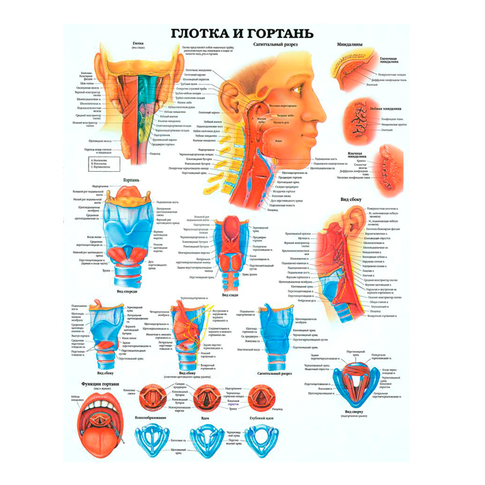 Комплект плакатов для кабинета анестезиологии и реаниматологии глянцевый А1/А2 (глянцевый A2)