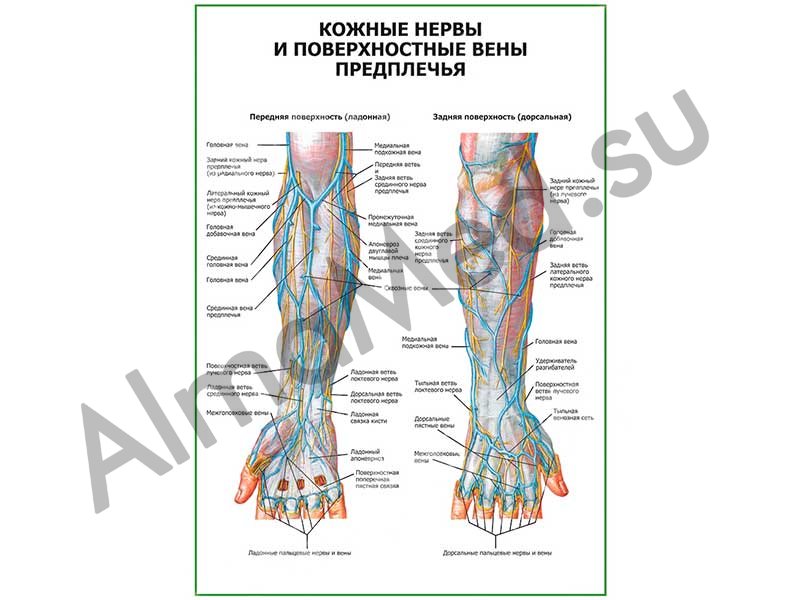 Поверхностные вены