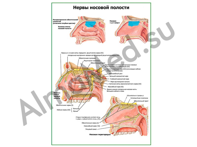 Нервы полости носа