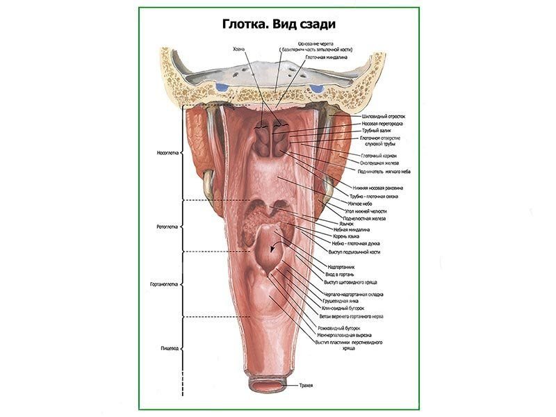 OLD Глотка, вид сзади плакат глянцевый А1/А2 (глянцевый A1)