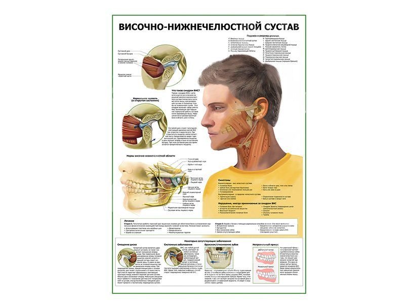 OLD Височно-нижнечелюстной сустав плакат глянцевый А1/А2 (глянцевый A2)