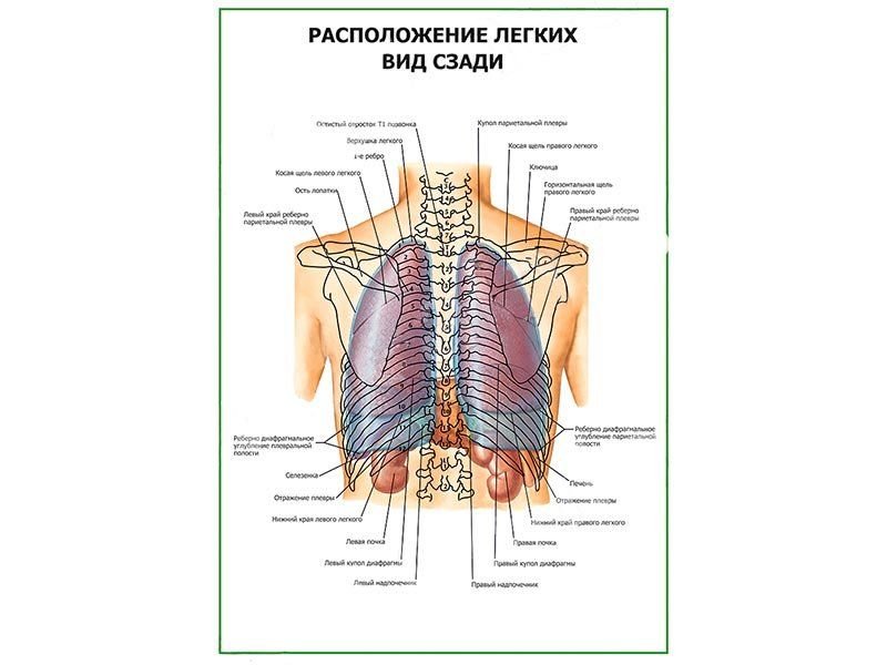 OLD Расположение легких. Вид сзади плакат глянцевый А1/А2 (глянцевый A2)