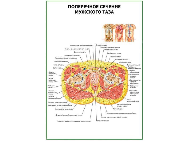 OLD Поперечное сечение мужского таза плакат глянцевый А1/А2 (глянцевый A2)