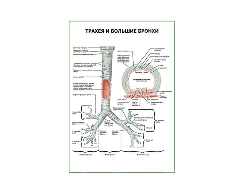 OLD Трахея и большие бронхи плакат глянцевый А1/А2 (глянцевый A2)