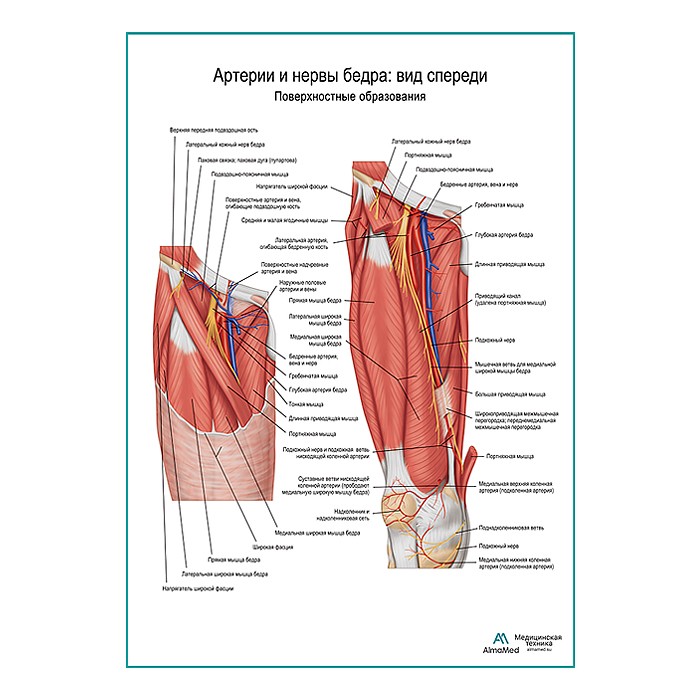 Артерии и нервы бедра: вид спереди (поверхностные структуры) плакат глянцевый А1+/А2+ (матовый холст от 200 г/кв.м, размер A1+)