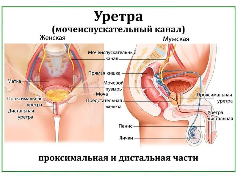 OLD Мочеиспускательный канал, плакат глянцевый А1/А2 (глянцевый A2)