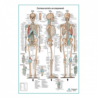 Система костей и их соединений ( скелет человека ), плакат глянцевый А1/А2 (A1-242)