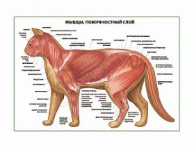 Мышцы кошки, поверхностный слой плакат глянцевый А1/А2 (глянцевый A1)