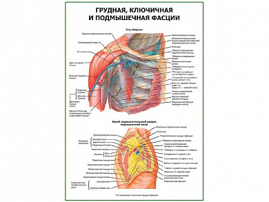 Грудная ключичная и подмышечная фасции плакат глянцевый А1/А2 (глянцевый A2)