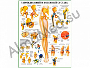 Тазобедренный и коленный суставы, плакат ламинированный А1/А2 (ламинированный	A2)