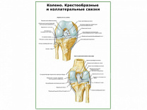 Коленный сустав, связки плакат глянцевый А1/А2 (глянцевый A1)