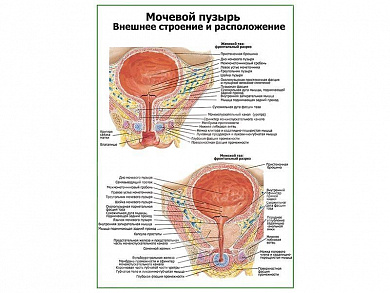 Мочевой пузырь, строение и расположение плакат глянцевый А1/А2 (глянцевый A1)