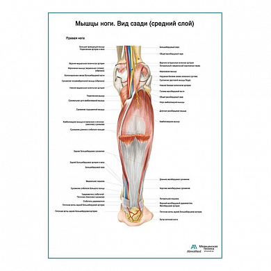 Мышцы ноги. Вид сзади средний слой плакат глянцевый А1+/А2+ (глянцевый холст от 200 г/кв.м, размер A1+)