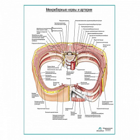 Межреберные нервы и артерии плакат глянцевый А1+/А2+ (глянцевая фотобумага от 200 г/кв.м, размер A1+)