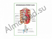 Бронхиальные артерии и вены плакат ламинированный А1/А2 (ламинированный	A2)