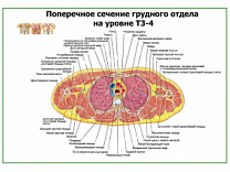 Поперечное сечение грудного отдела на уровне Т3-4 плакат глянцевый А1/А2 (глянцевый A2)