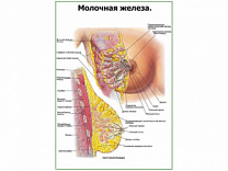 Молочная железа, строение плакат глянцевый А1/А2 (глянцевый A1)