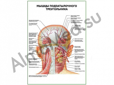 Мышцы подзатылочного треугольника плакат ламинированный А1/А2 (ламинированный	A2)