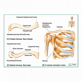 Ключица, плакат глянцевый А1+/А2+ (матовый холст от 200 г/кв.м, размер A1+)