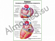 Сердце. Строение и диафрагмальная поверхность плакат ламинированный А1/А2 (ламинированный	A2)
