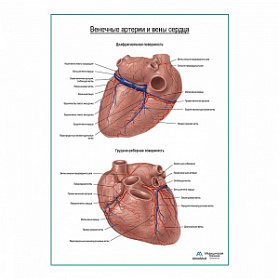 Коронарные артерии и вены сердца плакат глянцевый А1+/А2+ (глянцевый холст от 200 г/кв.м, размер A1+)