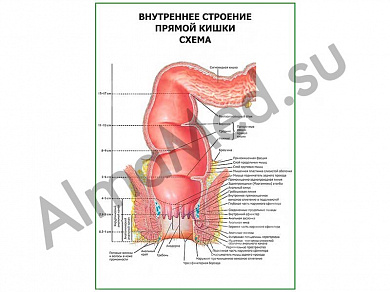 Внутреннее строение прямой кишки. Схема плакат глянцевый/ламинированный А1/А2 (глянцевый	A2)