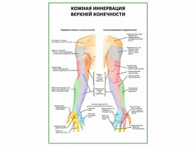 Кожная иннервация верхней конечности плакат глянцевый А1/А2 (глянцевый A2)