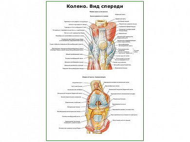 Колено, мышечно-связочный аппарат плакат глянцевый А1/А2 (глянцевый A1)