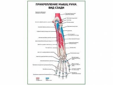 Прикрепление мышц руки. Вид сзади плакат глянцевый А1/А2 (глянцевый A1)