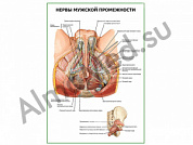 Нервы мужской промежности плакат ламинированный А1/А2 (ламинированный	A2)
