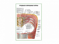 Грудные и брюшные нервы плакат глянцевый А1/А2 (глянцевый A1)