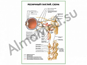 Ресничный ганглий. Схема плакат ламинированный А1/А2 (ламинированный	A2)