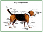 Общий вид собаки (кобель), плакат глянцевый А1/А2 (глянцевый A2)