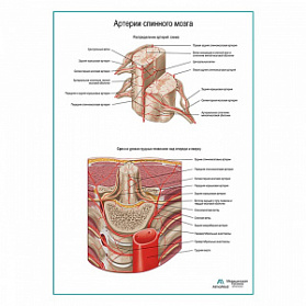 Артерии спинного мозга. Разветвление плакат глянцевый А1+/А2+ (глянцевая фотобумага от 200 г/кв.м, размер A1+)