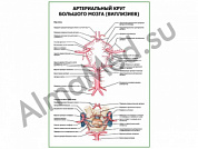 Артериальный круг большого мозга (Виллизиев) плакат ламинированный А1/А2 (ламинированный	A2)