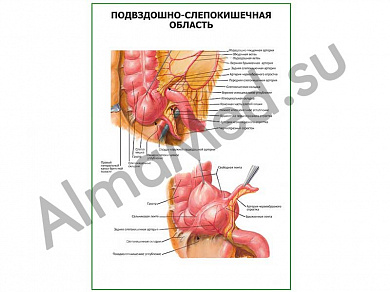 Подвздошно-слепокишечная область плакат глянцевый/ламинированный A1/A2 (глянцевый	A2)