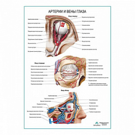 Артерии и вены глаза плакат глянцевый А1+/А2+ (глянцевая фотобумага от 200 г/кв.м, размер A1+)
