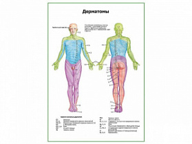 Дерматомы плакат глянцевый А1/А2 (глянцевый A1)