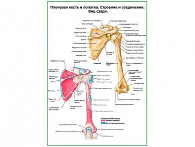 Плечевая кость и лопатка вид сзади плакат глянцевый А1/А2 (глянцевый A1)