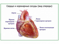 Артерии сердца, плакат глянцевый А1/А2 (глянцевый A1)