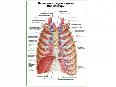 Передняя грудная стенка. Вид изнутри плакат глянцевый А1/А2 (глянцевый A1)