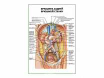 Брюшина задней брюшной стенки плакат глянцевый  А1/А2 (глянцевый A2)