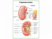 Строение почки плакат глянцевый А1/А2 (глянцевый A2)