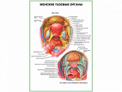 Женские тазовые органы плакат глянцевый А1/А2 (глянцевый A2)